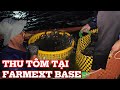 Thu Hoạch Tôm - Tỉa Tôm Ao B và Ao C tại Farmext Base! #farmext #farmextbase #tôm #cá #thuysan