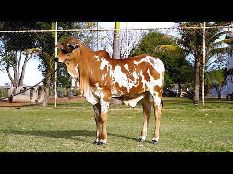 1 BEZERRO NELORE PO - APOLO - CAMS 79