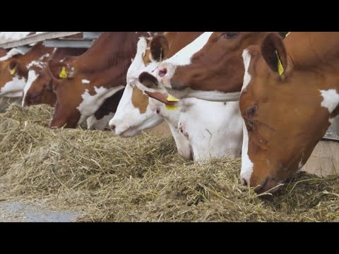 Texas officials monitor threat of screwworms after discovery in Mexico