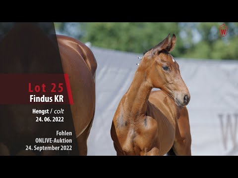 ONLIVE-Auktion Lot 25 Findus KR Hengst v. Fair Deal - Vivaldi