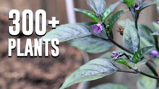 I fit over 300 PLANTS in my SMALL Garden