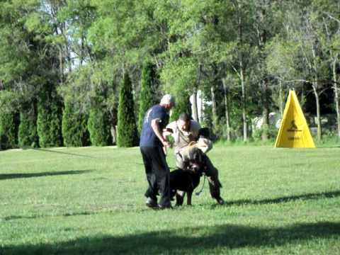 OG MI SchH club training