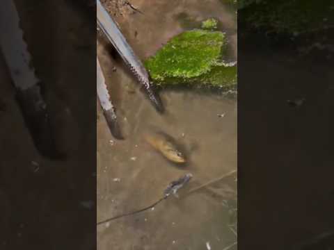 Amazing Big Eel Catching Technique| Fishing Bait| #shorts #shortvideo #viral #youtubeshorts