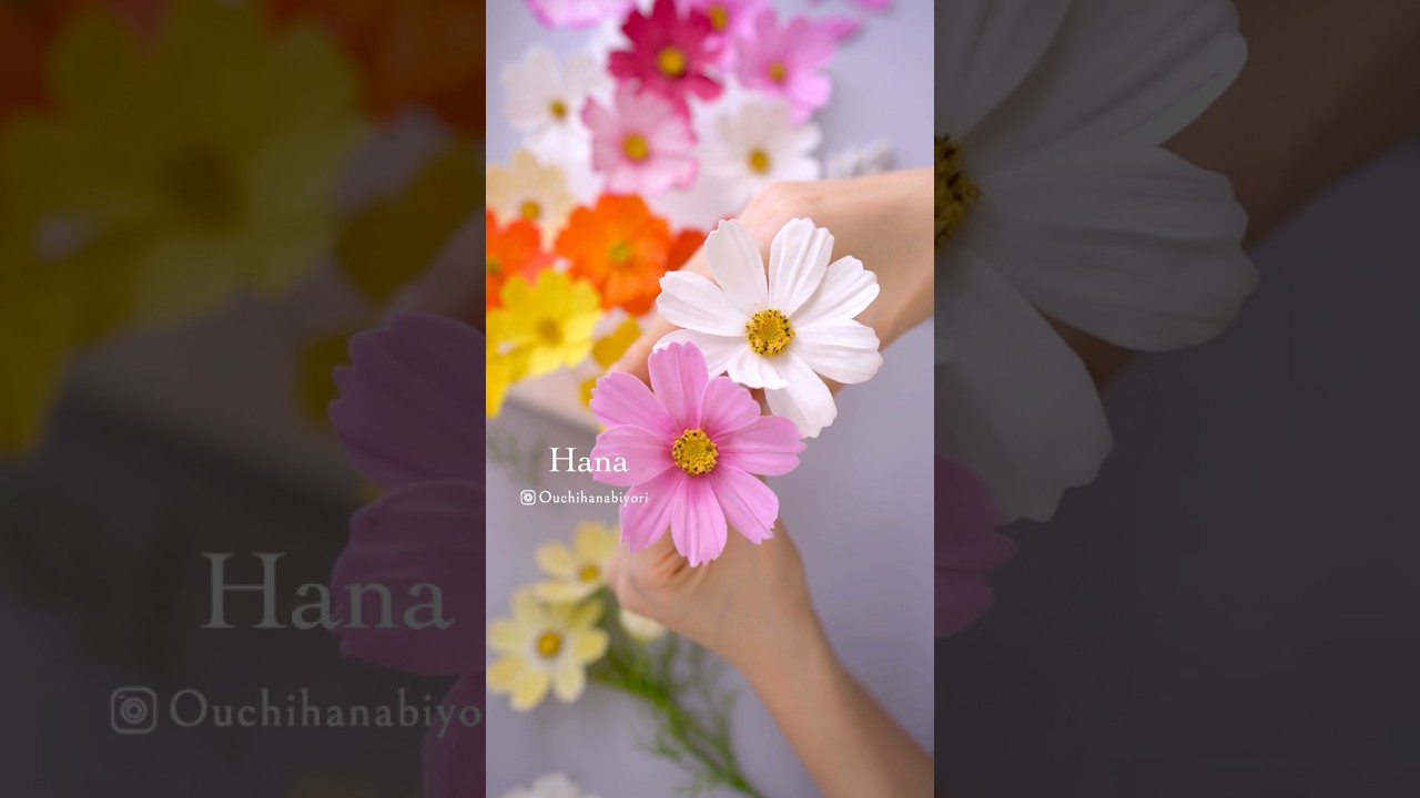 Swaying Petals of Clay Cosmos　風に揺れるクレイコスモスの花びら