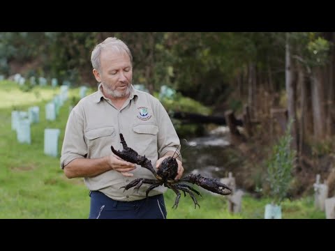 Recovering Populations of Tasmania's Giant Freshwater Crayfish