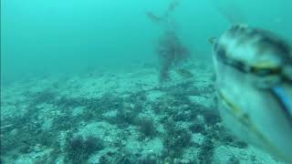 st leonards port phillip underwater by happy fisherman june 2020