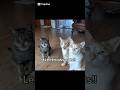 Leeknows cats { #kpop #straykids #skz #leeknow #leeminho #cat #soonie #doongie #dori #fyp  #jyp }