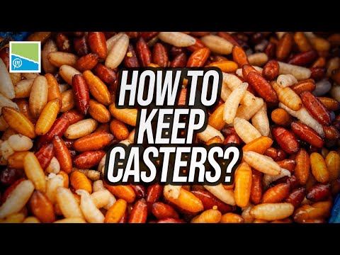 How To Keep and Maintain Casters | Will Freeman