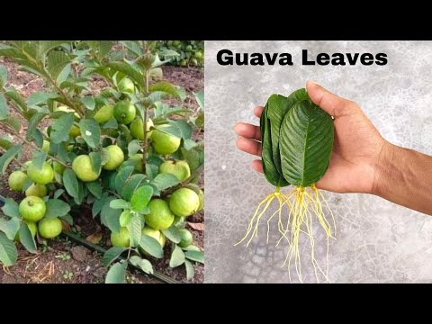 , title : 'How to grow guava trees from guava leaves - With 100% Success'