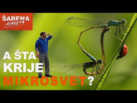 Andrija Jurašin - A ŠTA KRIJE MIKROSVET?