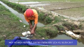Một số biện pháp kỹ thuật chăm sóc lúa xuân