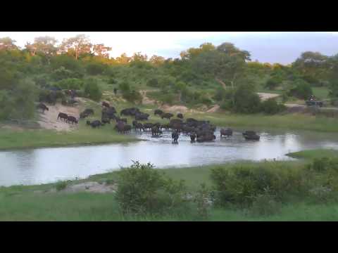 Djuma: Large breeding herd of African Buffalo come to dam for drink and soak-Pt:1 - 18:37 - 01/16/19