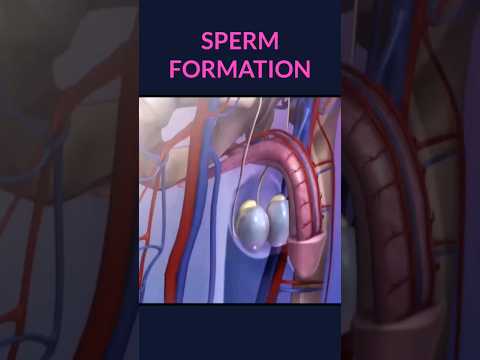 Sperm formation #shorts