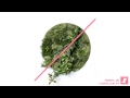 Lunova Labs - Eucalyptus 