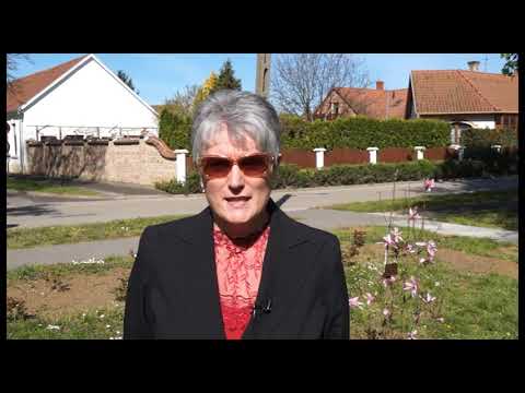 TV CELL Tulipánfa ültetés