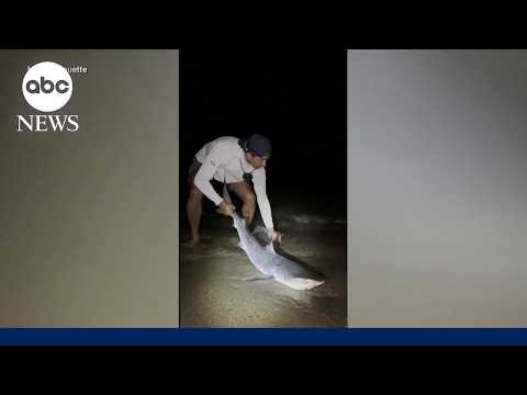Tiger shark caught in New England waters sparks concern