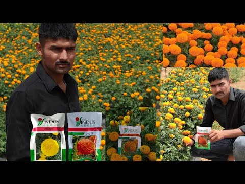 Indus Yagnaयेलो,Orbit ऑरेंज की गर्मी में जबर्दस्त रिजल्ट,जानिए पूरी जानकारी कब लगाए,क्या पैदावार है