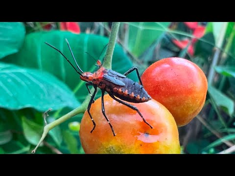 PIOR PRAGA DO TOMATE- COMO ELIMINAR COM RAPIDEZ E EFICIÊNCIA