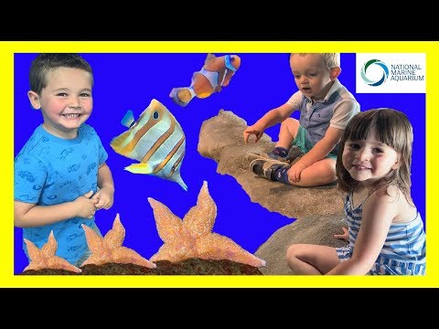 KIDS FUN trip to the Aquarium! With Fish, SHARKS, Sting-Rays, Turtles, Finding NEMO, DORY and More!