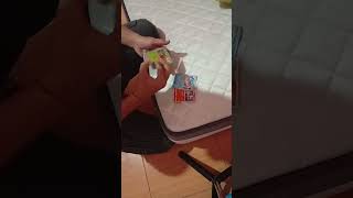 Disini Ada Kartu Apa Dan Ada Berapa Lembar?! #shorts #cardtrick #pokemoncards #kartupokemon