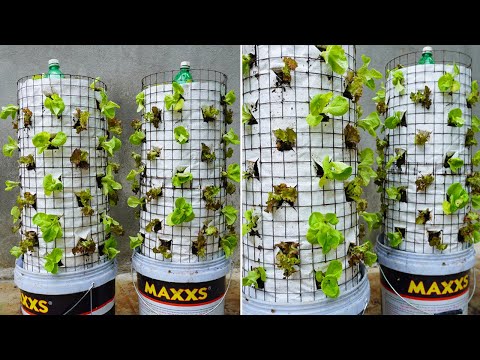 Let s grow bitter melon for your family this way it s very fruity and easy to make