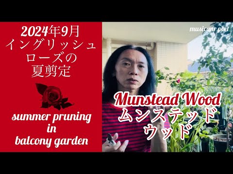 イングリッシュローズ「ムンステッドウッド」 植物