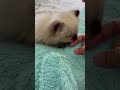 Cat Biting Finger ️ Kitten Cats