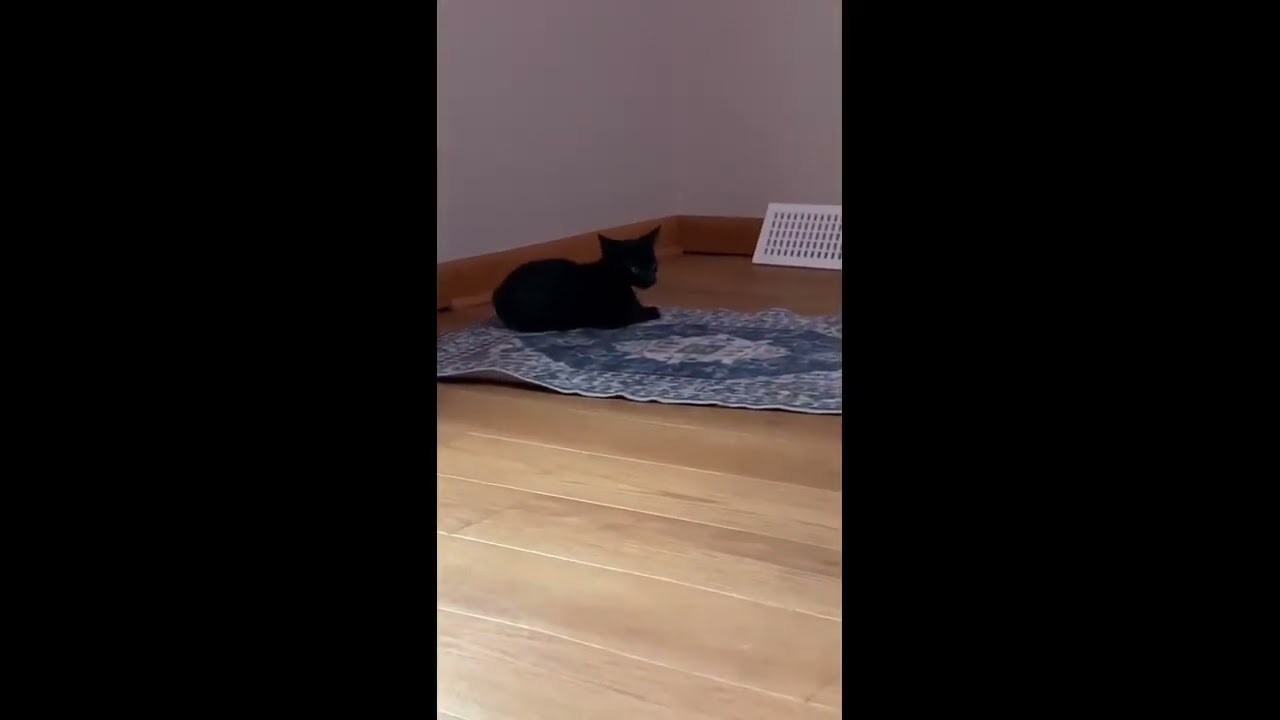 Enlarge MacGyver, a Adopted mixed breed in Greensburg, PA video 5/5