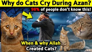 Download lagu Kucing Menangis Saat Azan? Ilmuwan & Cendekiawan Sepakat pada Satu Fakta Mengejutkan mp3 Download lagu Kucing Menangis Saat Azan? Ilmuwan & Cendekiawan Sepakat pada Satu Fakta Mengejutkan mp3