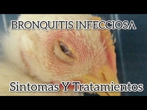 , title : 'BRONQUITIS INFECCIOSA AVIAR  SINTOMAS Y TRATAMIENTOS'