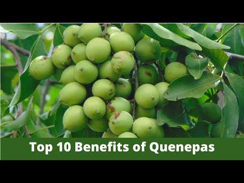 Quenepas