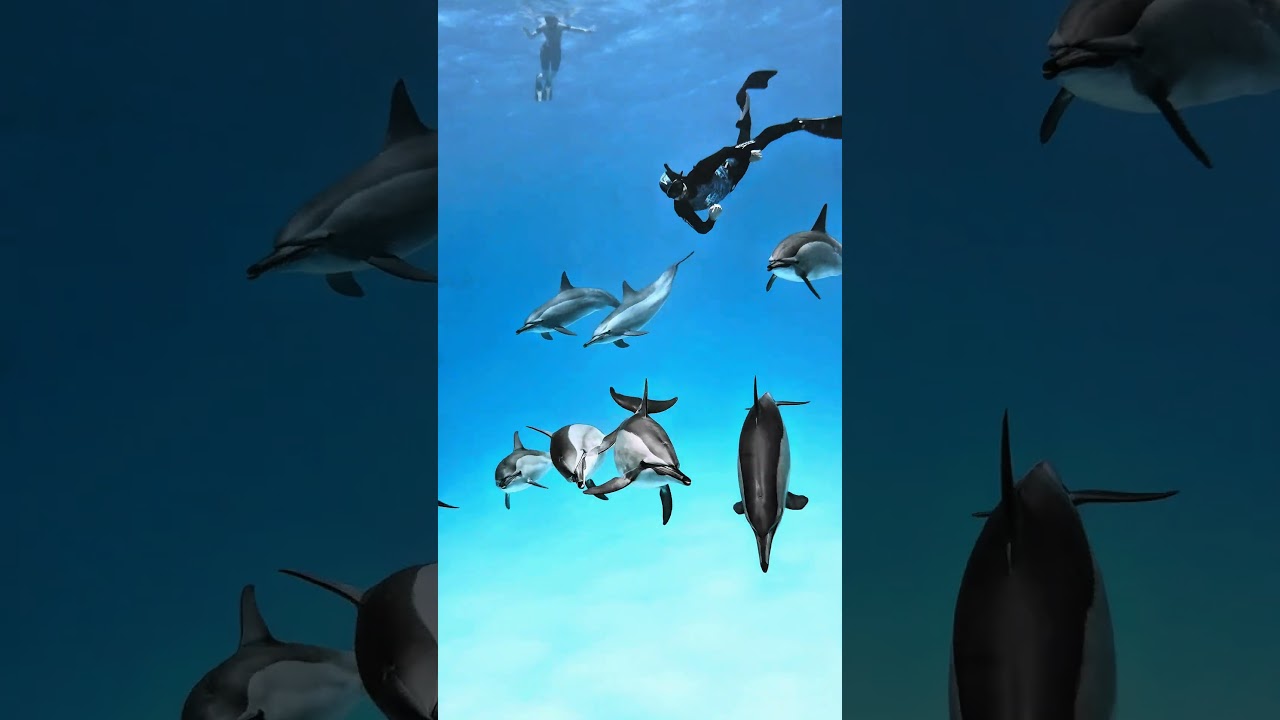 just watch dolphins