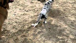 preview picture of video '12 week old Great Dane puppy Bob's 1st beach trip 3rd Oct 10'