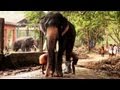 Guruvayoor Valiya Kesavan Elephant