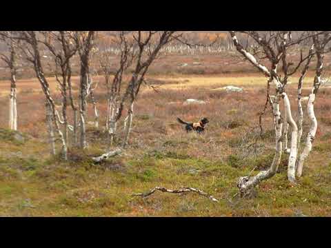 Syksyinen riekkojahti lapissa - tulossa