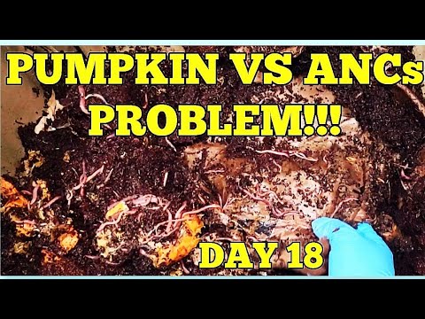 There's A PROBLEM With Whole Pumpkin VS African Nightcrawlers | Day 18 | Vermicomposting With ANCs