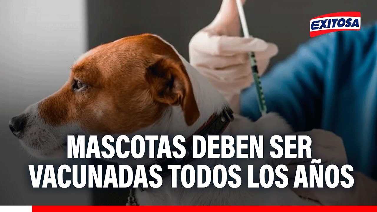 🔴🔵 Cachorros deben recibir la primera vacuna a los 45 días , según veterinaria Samantha Gallo