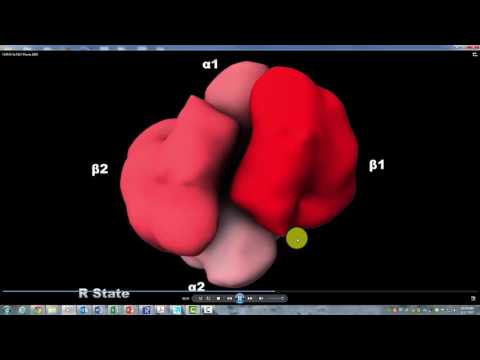 Hemoglobin R T State  Howard Hughes Institute with Narration