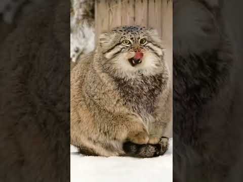 If a Pallas’s cat puts its paws on its tail that means it’s freezing outside! Brrrr.....