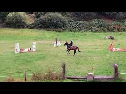 Horse with good potential, to produce - Image 2