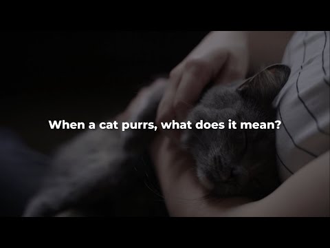Why Do Cats Vibrate – Purring, Shaking, And Meaning