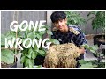 Getting Rid Of Straw Mulch From The Garden | Garden Tour | Plants Update