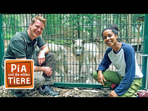Die mit dem Wolf heult | Reportage für Kinder | Pia und die wilden Tiere | BR