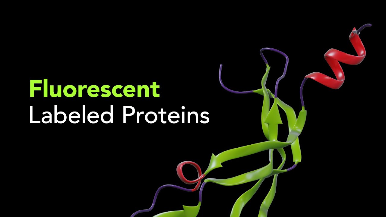 R&D Systems Fluorescent Labeled Proteins for CAR Research