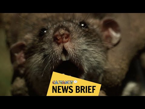 Rat population growing