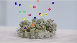 What are terpenes  |  Leafly