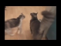 Cats Meowing But Replaced With Car Horns
