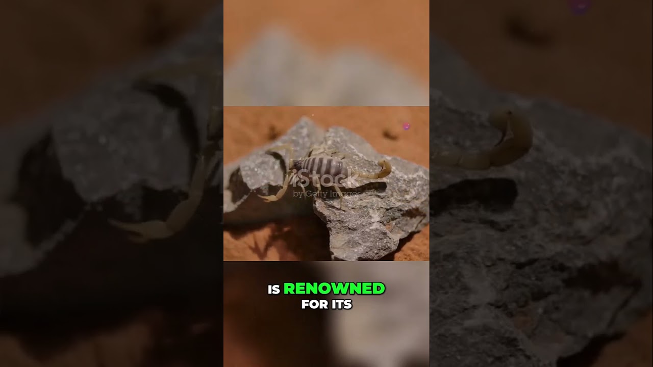Meet the Spitting Scorpion Nature's Master of Defense #shorts