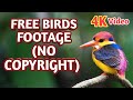 Beautiful Birds Stock Footage Royalty Free No Copyright Free Download 4K