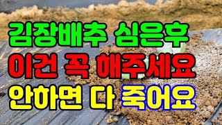 김장배추 심은후 이것먼저 해주세요.배추 싹다 죽을수 있어요